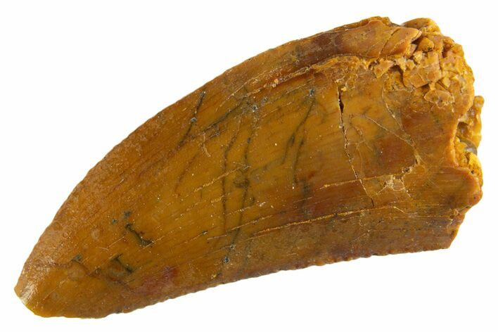 Serrated Raptor Tooth - Real Dinosaur Tooth #332443